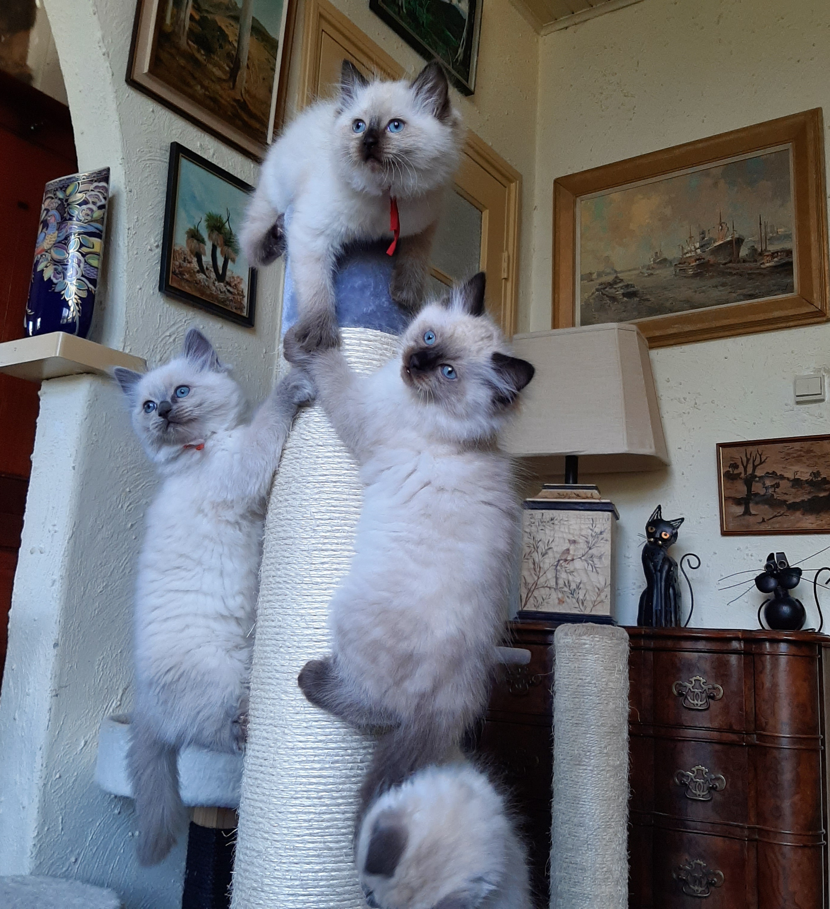 20_3_25_op_krabpaal.jpg 20_3_25_op_krabpaal.jpg