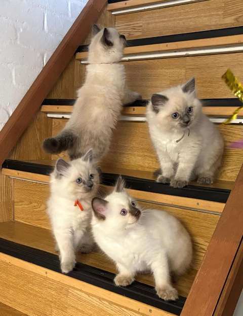 23859adf_c42d_4dd7_a84d_062d20970c25.jpeg 23859adf_c42d_4dd7_a84d_062d20970c25.jpeg